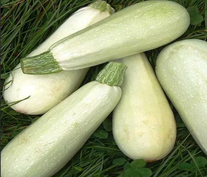 Die besten Zucchini-Sorten für 2024