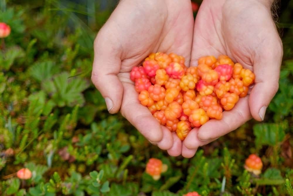 wachsende Moltebeeren