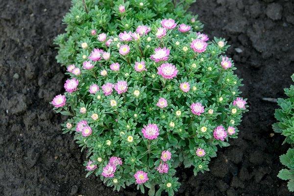 flowers in a flowerbed 