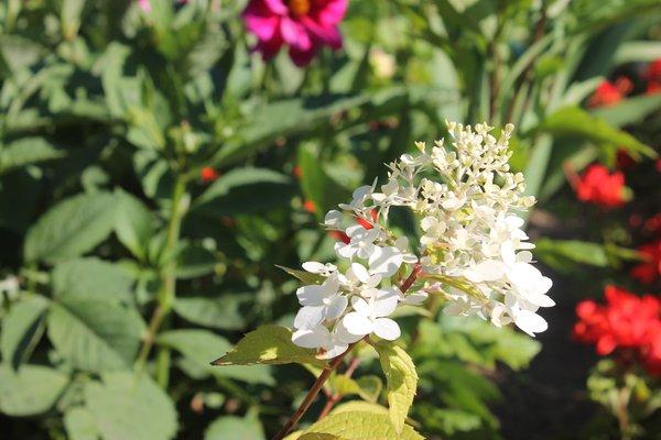 kruiden in de tuin 