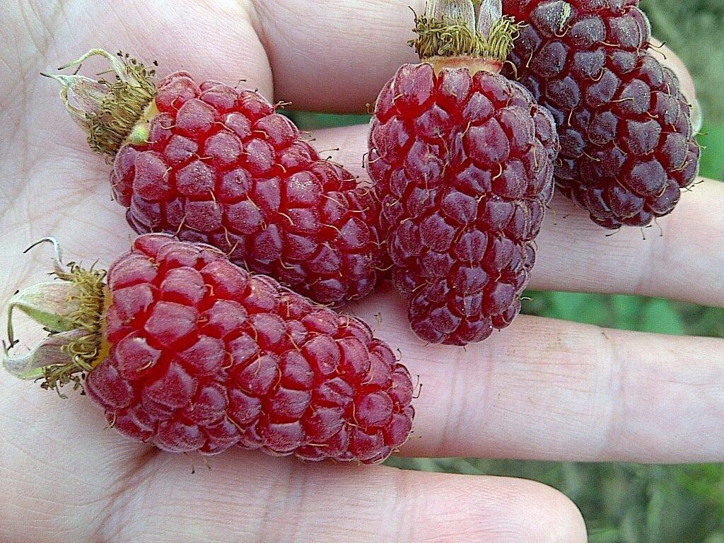Ezhemalina Loganberry bobule