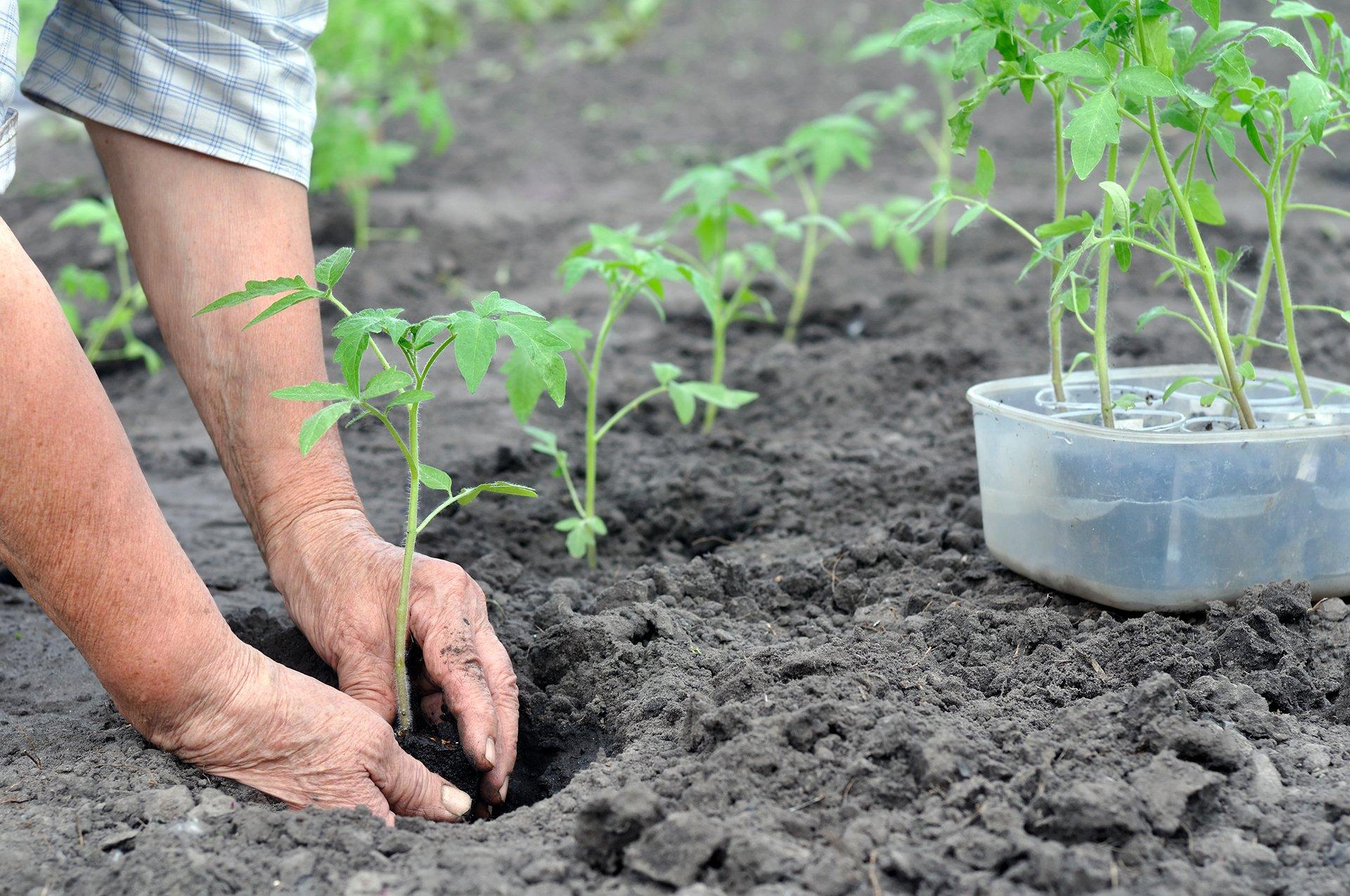 2023 Tomaten für Setzlinge pflanzen