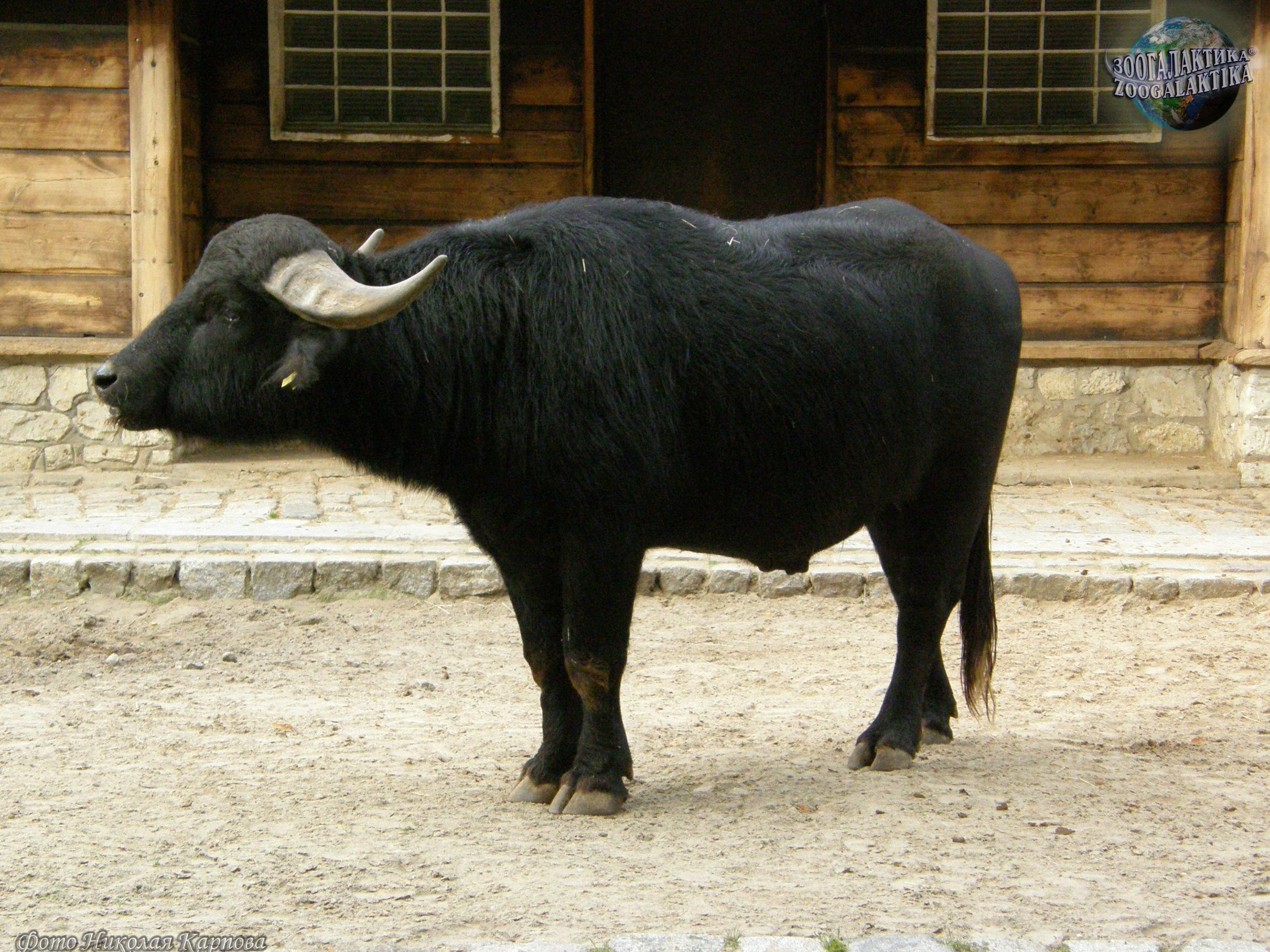 domaći bivoli