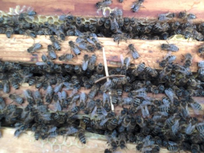 ošetření včel proti roztočům na podzim