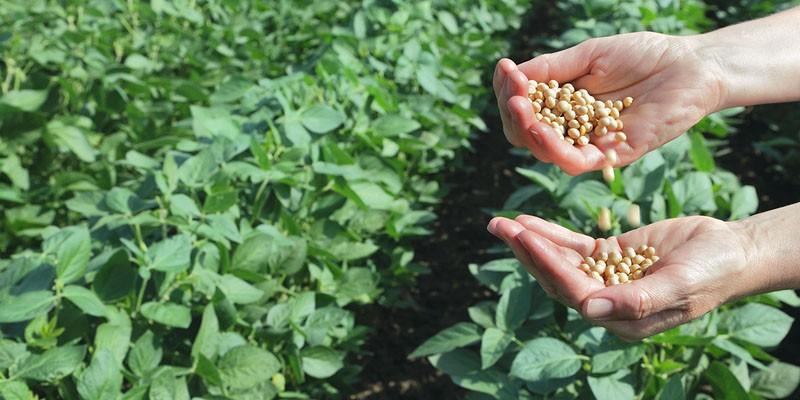 soybean - cultivation, varieties