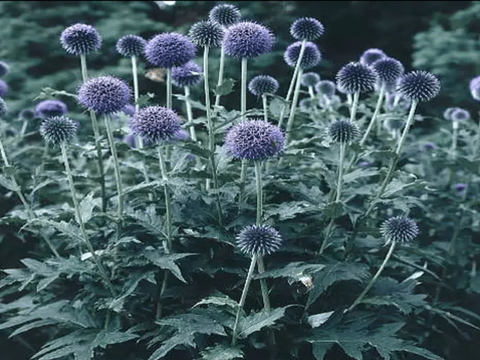 Echinops s kulovou hlavou