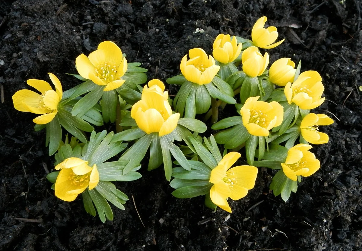 TOP 60 Frühlings-Primelblumen mit Namen, Beschreibungen und Auswahlmöglichkeiten