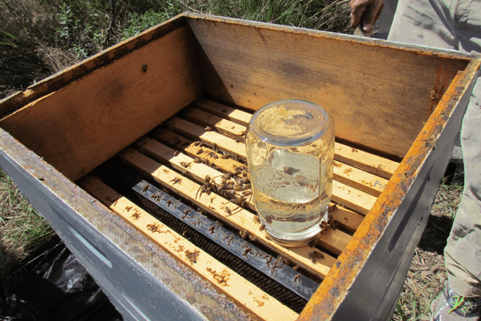 Selbstgemachte Trinkschale für Bienen aus einem Glas