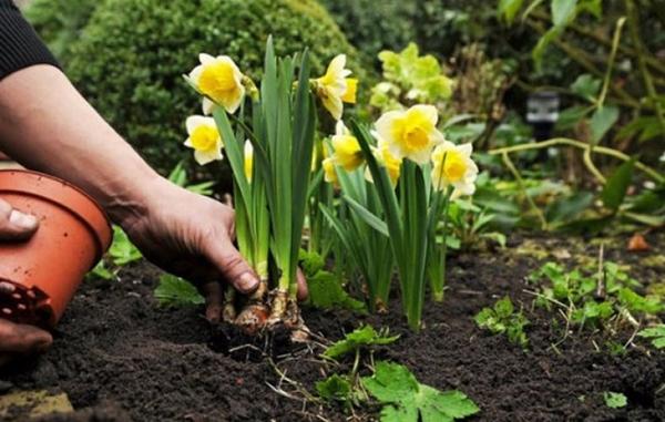 narcisos costat assolellat cap amunt mulching