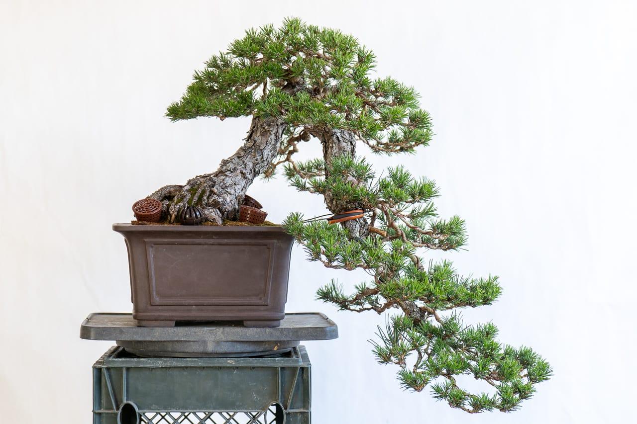 DIY spruce bonsai