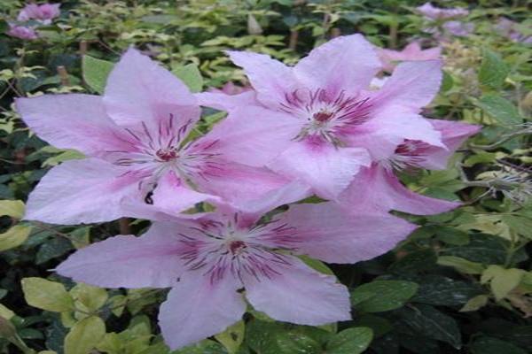 Clematis rosa Fantasie