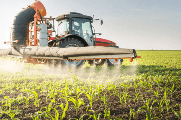 Pour protéger les plantations, préparez une solution de fongicide Prosaro