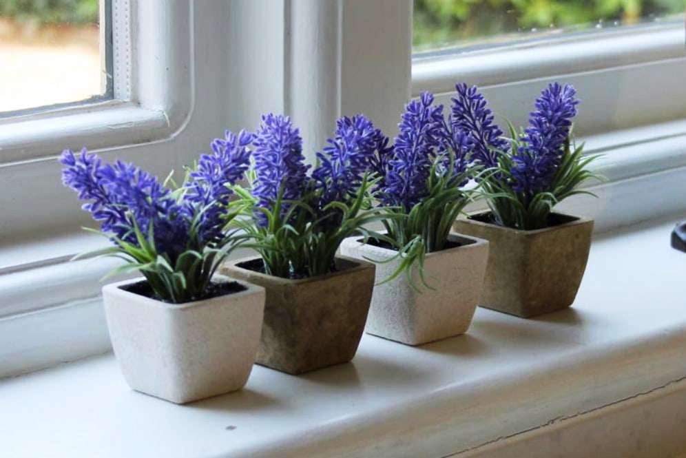 lavender in a pot at home