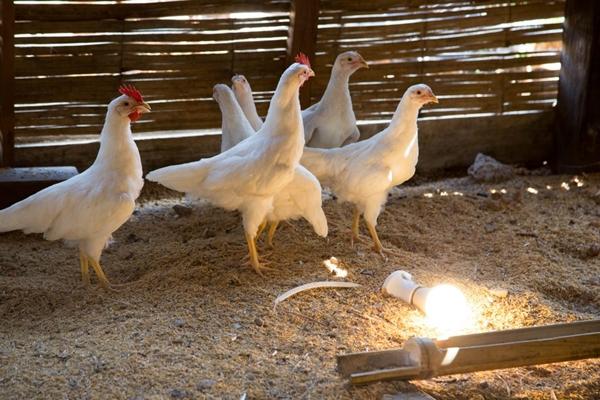 Lámpara de bajo consumo en el gallinero.