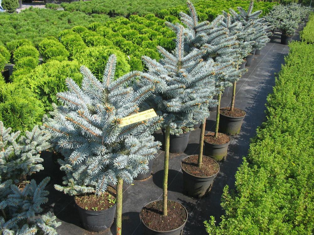 spruce glauka globosa