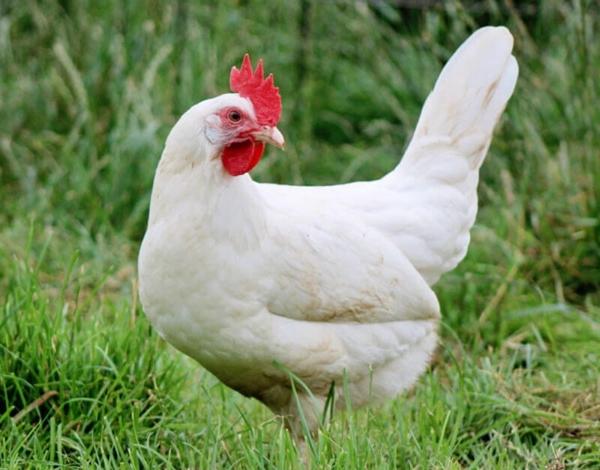 Russian white chicken breed