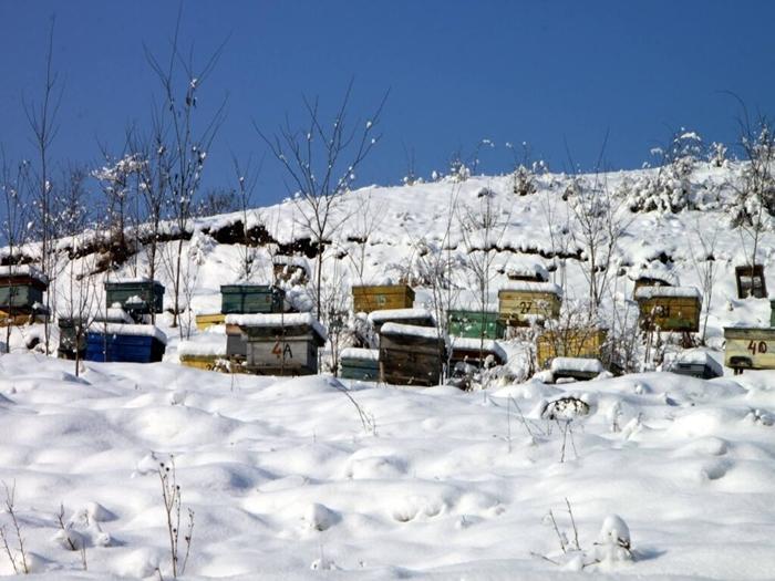 ξεχειμώνιασμα των μελισσών