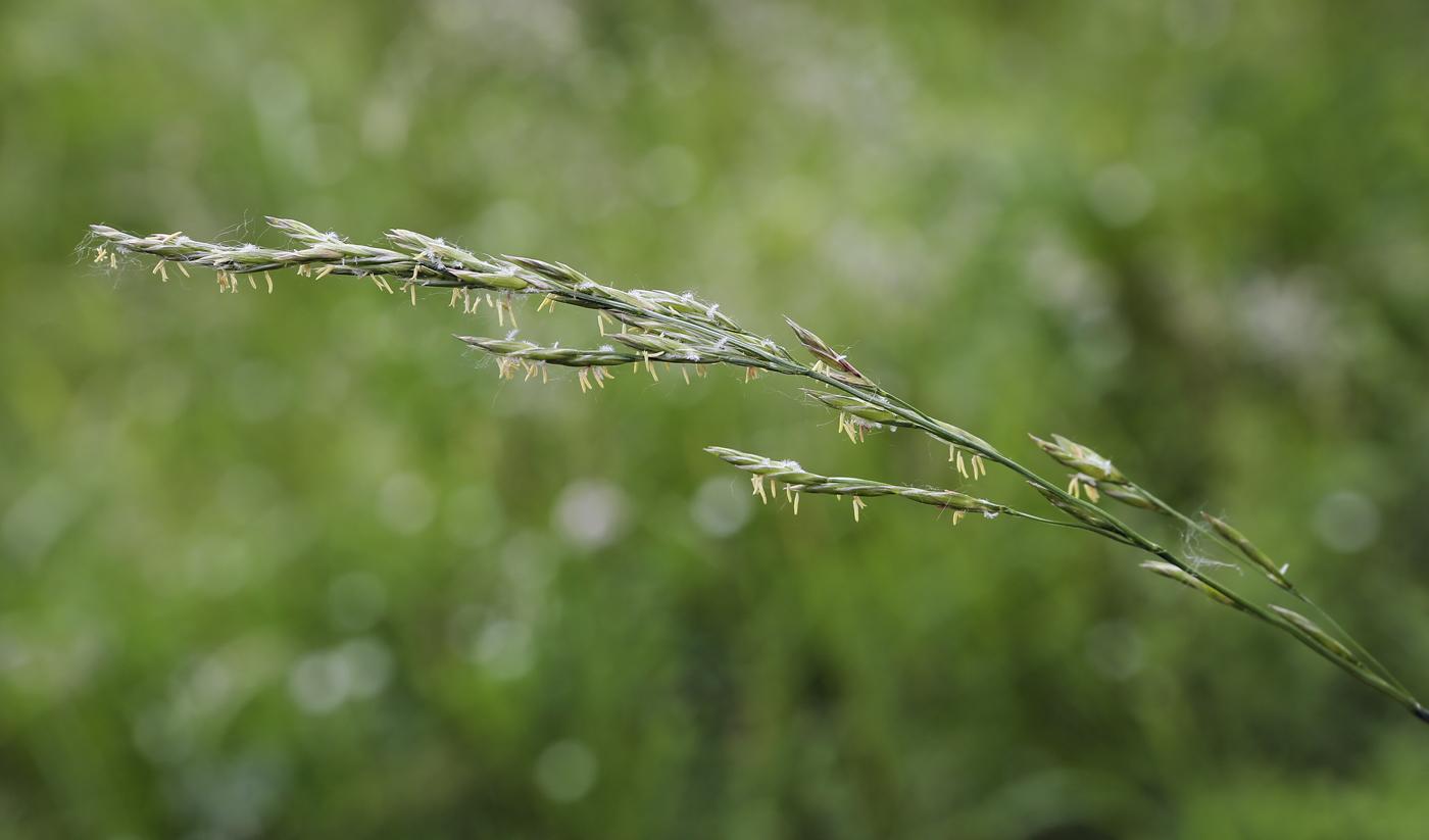 meadow fescue 