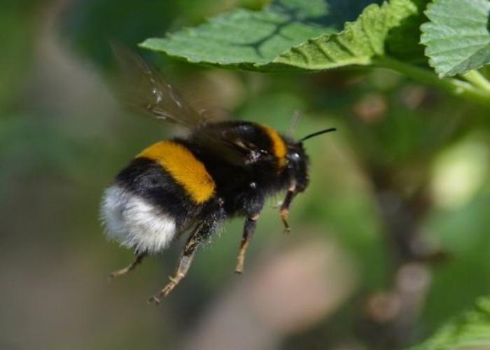 Wie sieht eine Hummel aus?