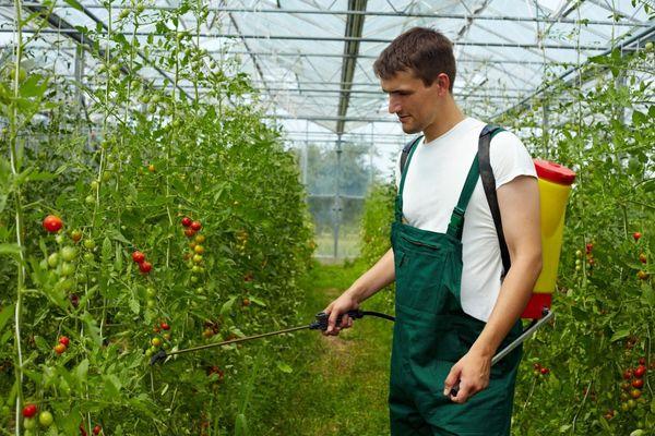 Application of fungicide on tomatoes