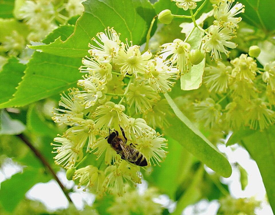 lipový med rostlina, když vylučuje nektar