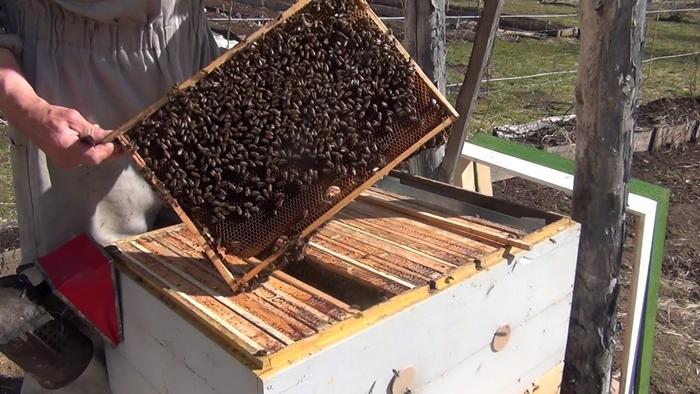 élevage de deux reines d'abeilles