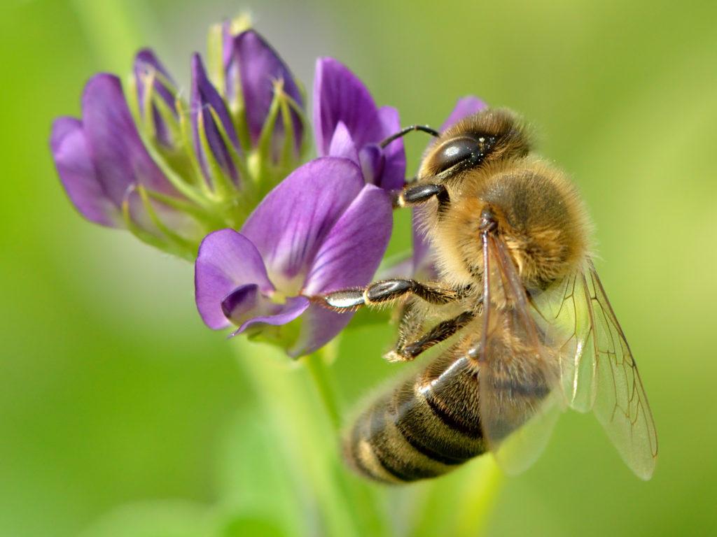 Luzerne als Honigpflanze für die Bienenzucht