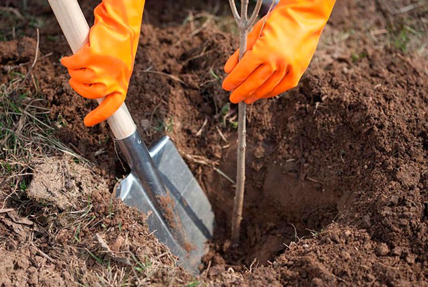 kersenpruim planten