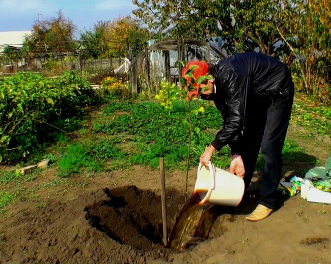 Den Apfelbaum füttern