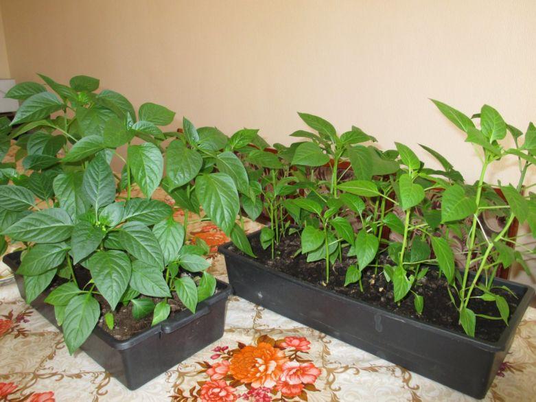 When is the best time to plant pepper seedlings?