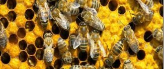 jak daleko včely létají od úlu?