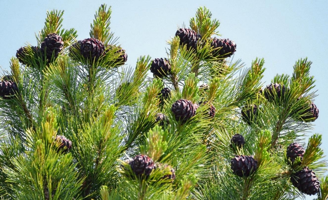 Siberian cedar cones