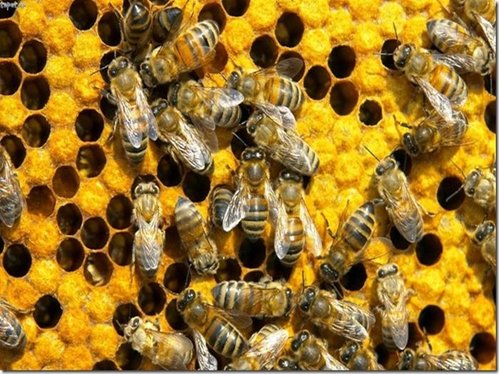 Wie weit fliegen Bienen vom Bienenstock entfernt?