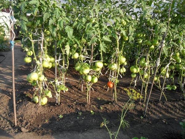 Tomaten im Freiland pflanzen