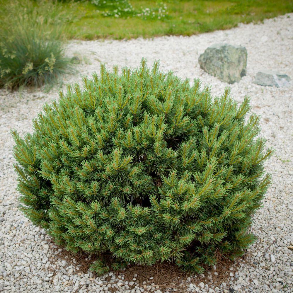 Description and varieties of dwarf pines, care and use in landscape design