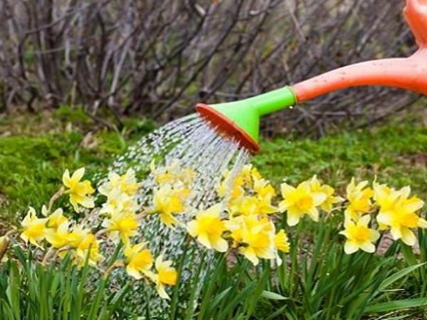 narcis rožnati oblak