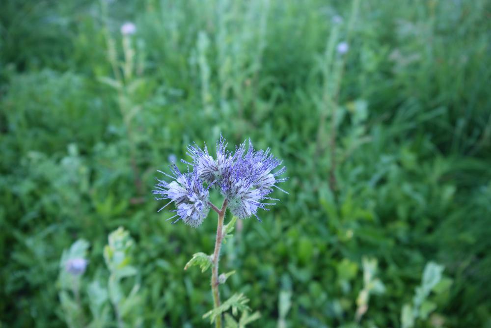 phacelia như một cây mật ong