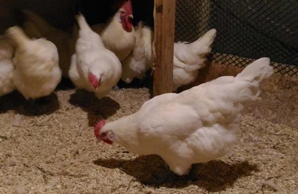 Poulets de Bresse Gali dans un poulailler