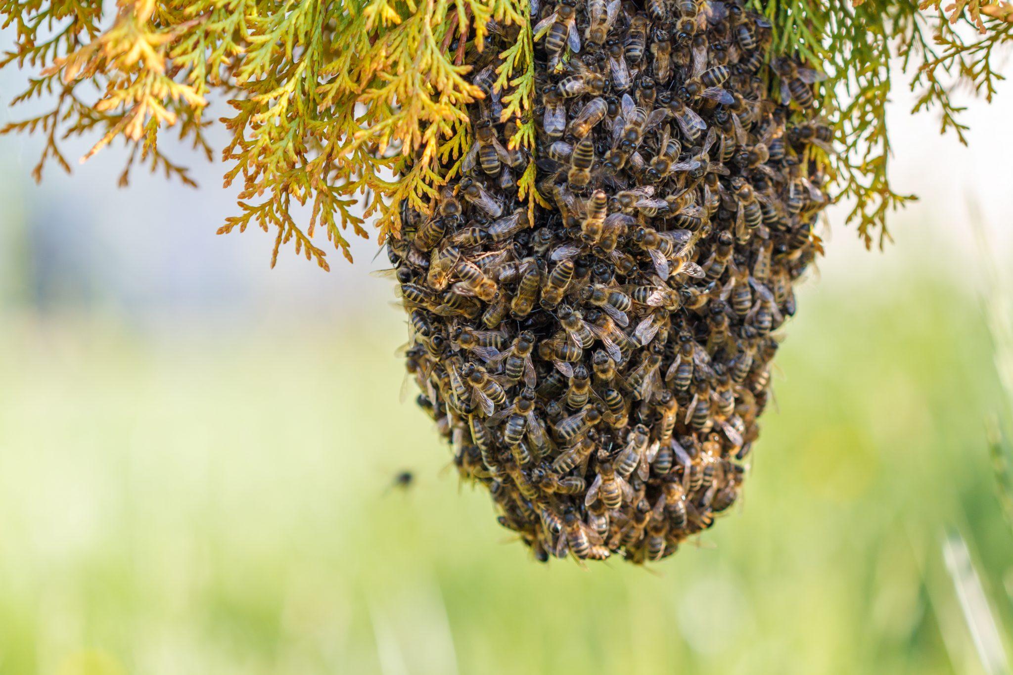 Taranov-Methode gegen Bienenschwärme