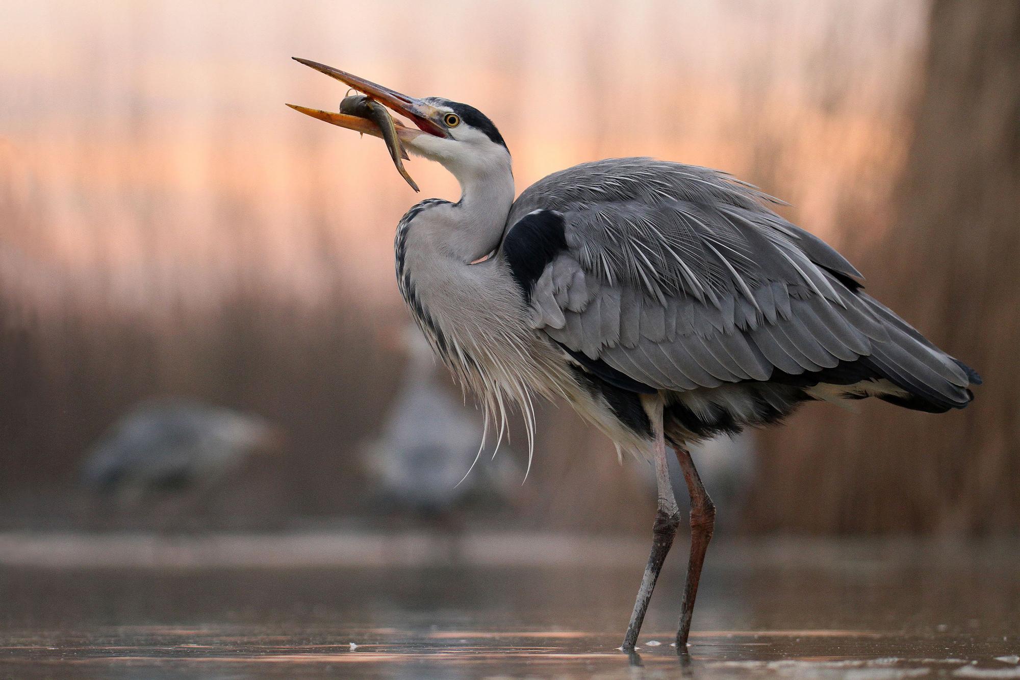 TOP 30 Zugvogelarten mit Namen und Beschreibungen, ihren Merkmalen