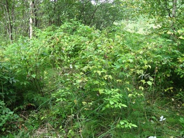 Wild raspberries