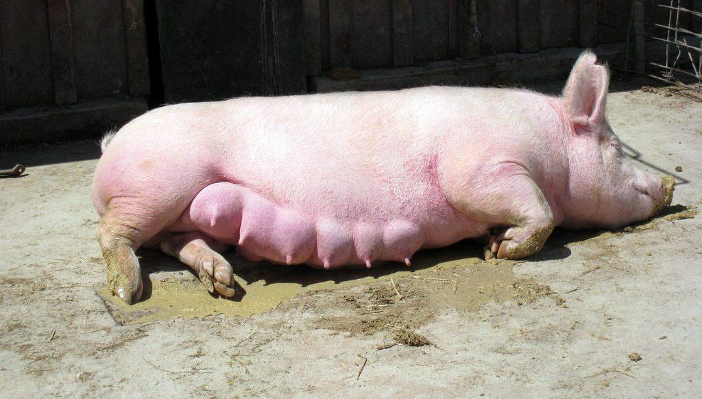 schwangeres Schwein