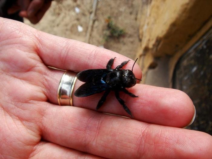 große schwarze Biene