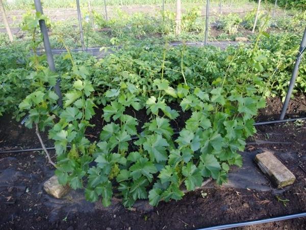 Plantando uvas