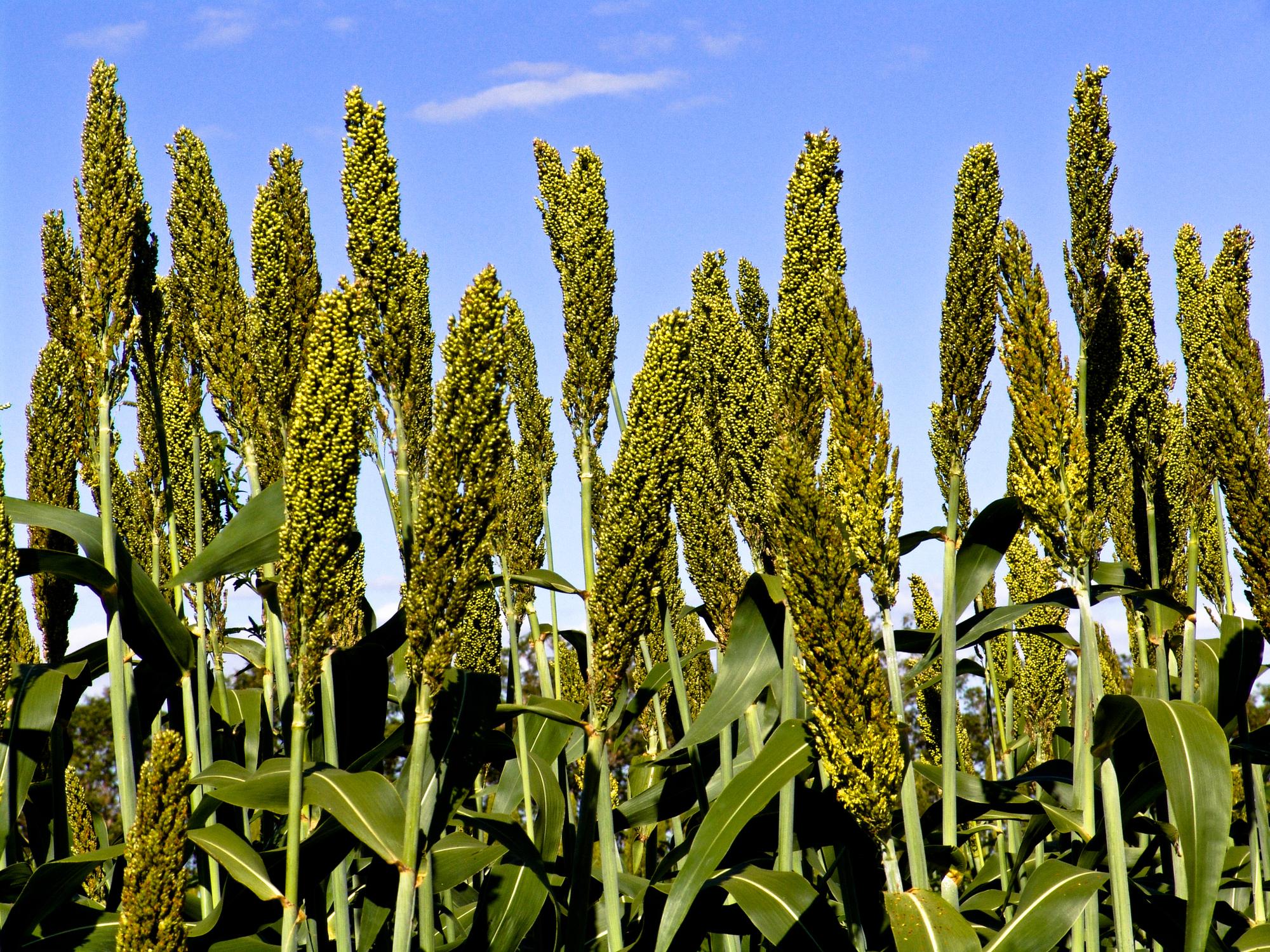 Foto de sorgo de hierba de Sudán