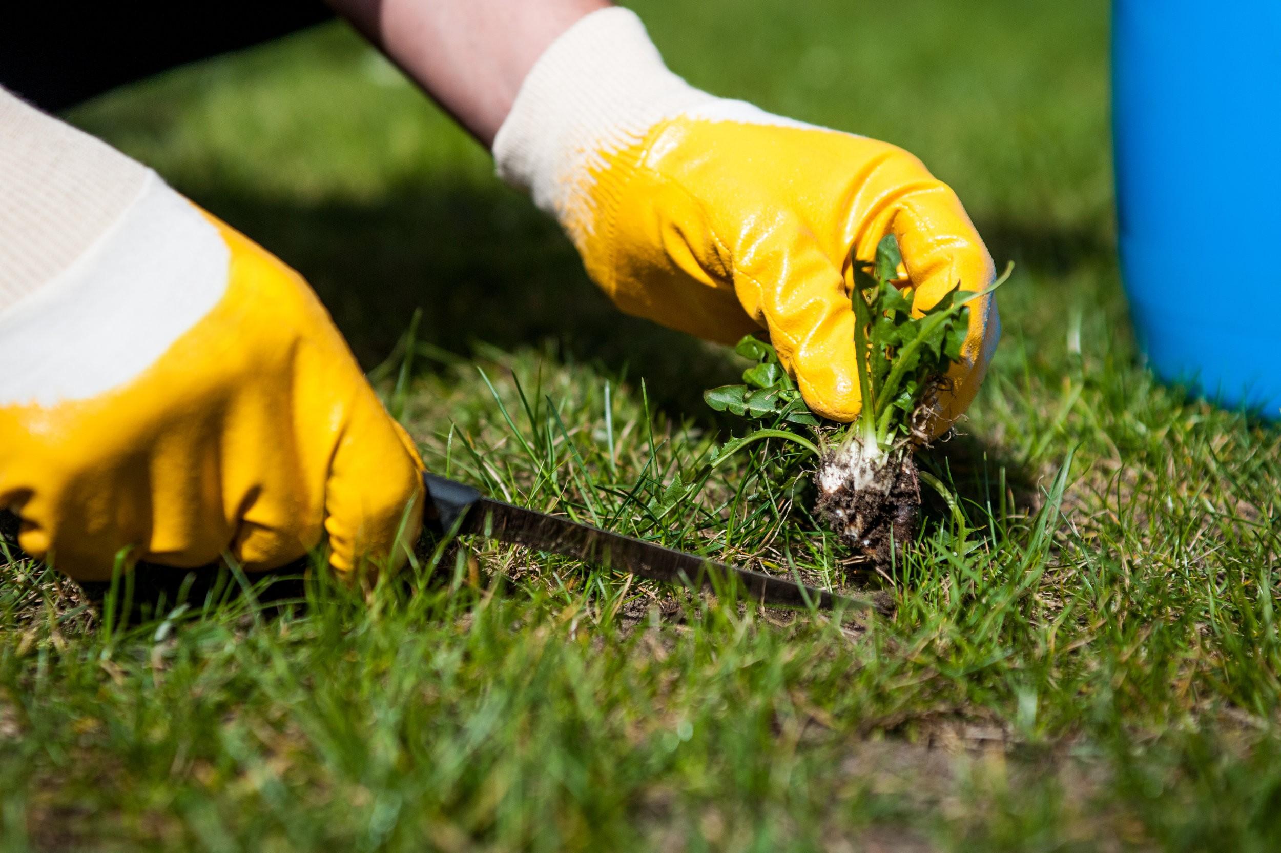 How to get rid of dandelions forever