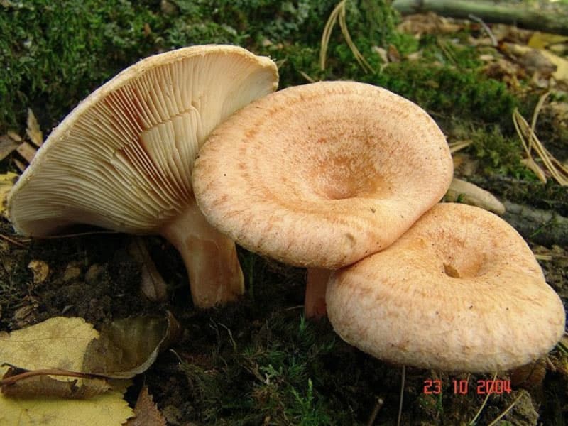 trubčí houby