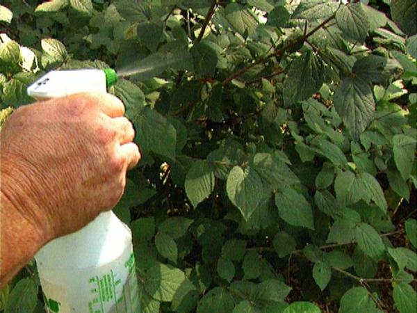 Fungicide Quick application 