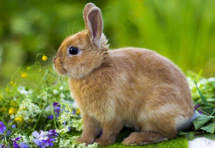 kleiner Hase