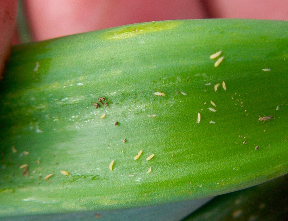 Liliju slimības Thrips